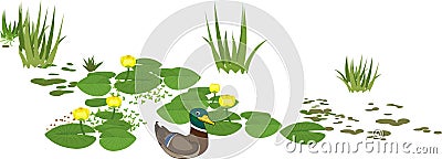 Cartoon male mallard Anas platyrhynchos in bright nuptial plumage and yellow water-lily plants Vector Illustration